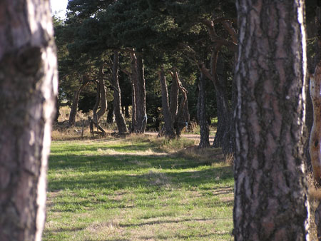 AV bomen