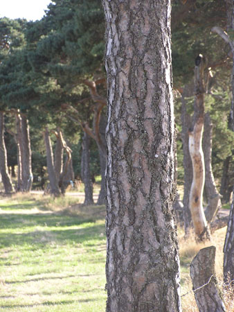 AV bomen1