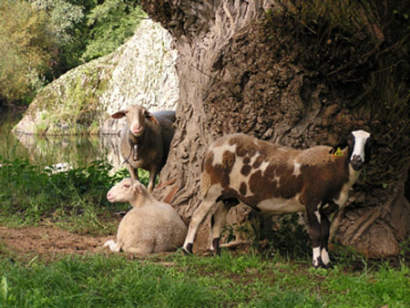 AV moutons schapen