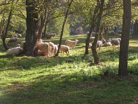 AV schapen ad rivier01 okt03