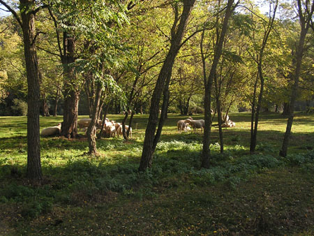 AV schapen sd rivier 02 okt03