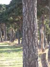 AV bomen1
