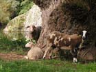 AV moutons schapen