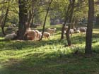AV schapen ad rivier01 okt03