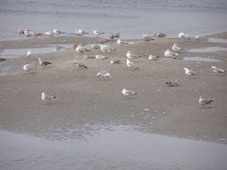 CP meeuwen op het wad  2
