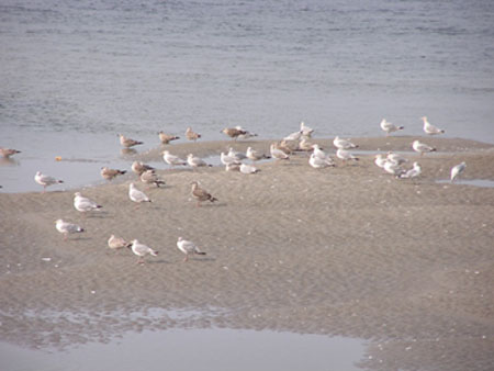CP meeuwen op het wad 1