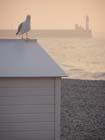 CP meeuw strandhuisje