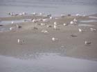 CP meeuwen op het wad  2