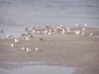 CP meeuwen op het wad 1