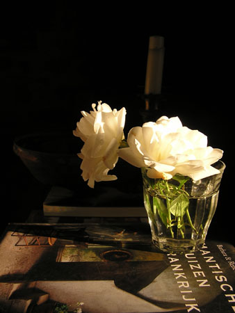 Rose 01