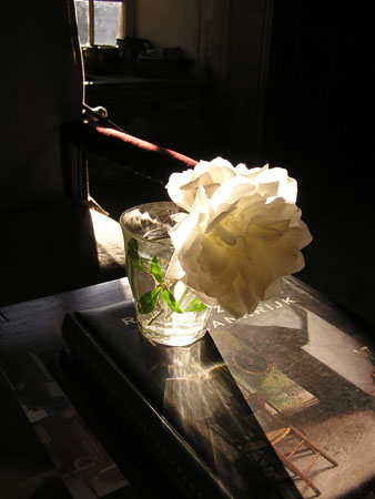 Rose 02