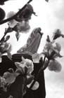 judith van langevelde01