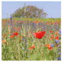 website-logo-cms-huisstijl